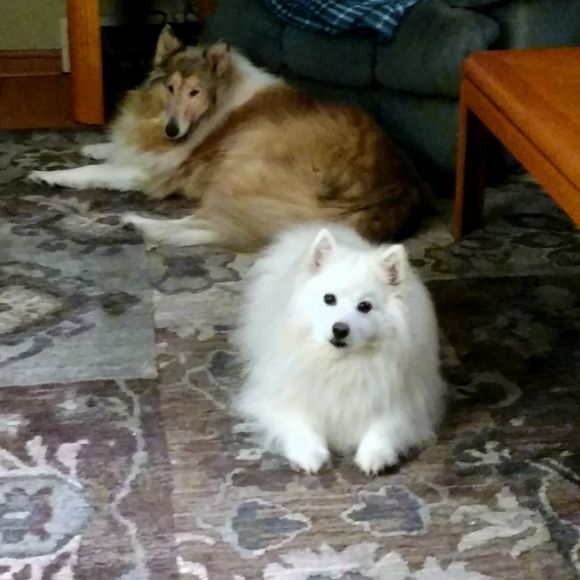 Meet your Posher, Teri - Picture 1 of 1